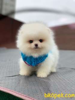 Pomeranian Beyaz Erkek Mini Ayıcık Yavrumuz 4