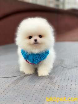 Pomeranian Beyaz Erkek Mini Ayıcık Yavrumuz 2