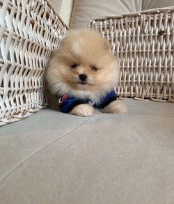 Pomeranian Krem Erkek Mini Ayıcık Yavrumuz 4