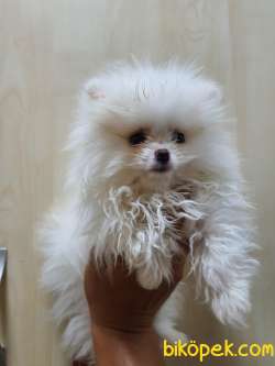 POMERANİAN MİKROÇİP SCRLİ DİŞİ 2