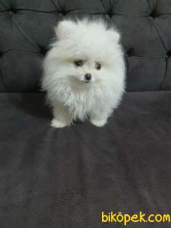 POMERANİAN MİKROÇİP SCRLİ DİŞİ 1