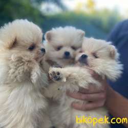 POMERANİAN MİKROÇİP SCRLİ DİŞİ 3