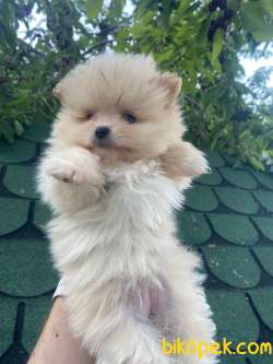 POMERANİAN MİKROÇİP SCRLİ DİŞİ 4