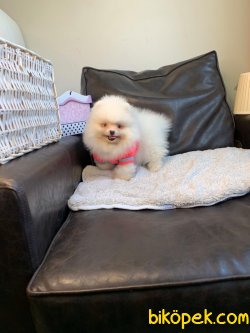 Pomeranian Mini Ayıcık Dişi Yavrumuz 2