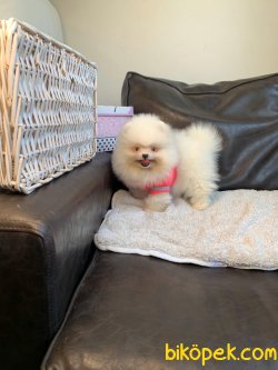 Pomeranian Mini Ayıcık Dişi Yavrumuz 1