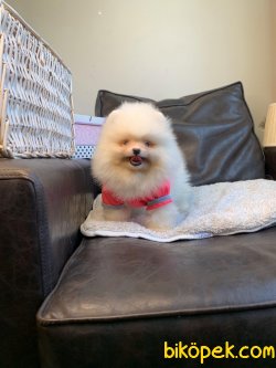 Pomeranian Mini Ayıcık Dişi Yavrumuz 4