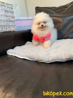 Pomeranian Mini Ayıcık Dişi Yavrumuz 3