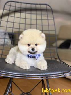 Pomeranian Mini Ayıcık Erkek Yavrumuz 3