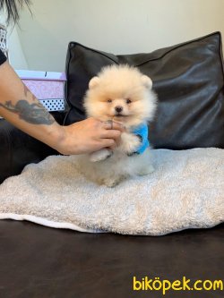 Pomeranian Mini Ayıcık Erkek Yavrumuz 3
