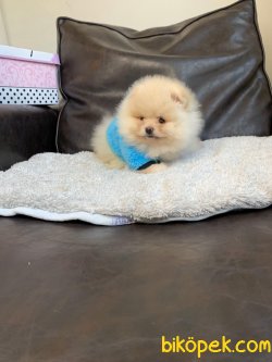 Pomeranian Mini Ayıcık Erkek Yavrumuz 1