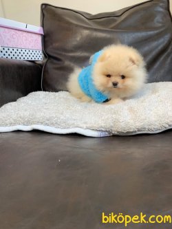 Pomeranian Mini Ayıcık Erkek Yavrumuz 2