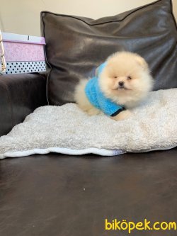 Pomeranian Mini Ayıcık Erkek Yavrumuz 4