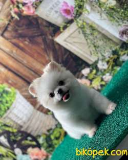Pomeranian Mini Boy 1
