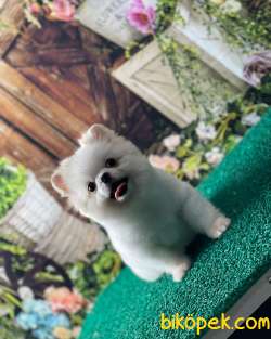 Pomeranian Mini Boy 3