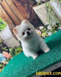 Pomeranian Mini Boy 2