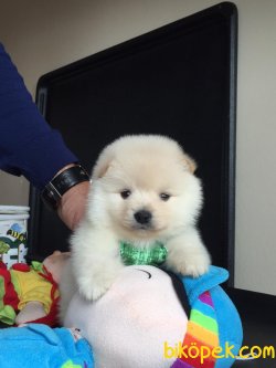 Pomeranian Mini Oğlumuz 1