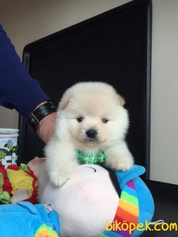Pomeranian Mini Oğlumuz 3