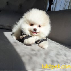 Pomeranian Mini Size Erkek Yavrumuz 2