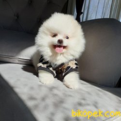 Pomeranian Mini Size Erkek Yavrumuz 4