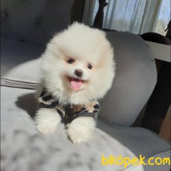 Pomeranian Mini Size Erkek Yavrumuz 3