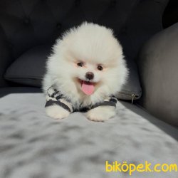 Pomeranian Mini Size Erkek Yavrumuz 1