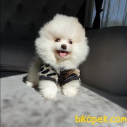 Pomeranian Mini Size Erkek Yavrumuz 5