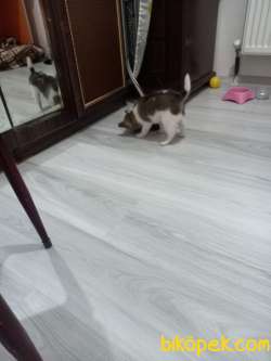 Pomeranian Mix 2