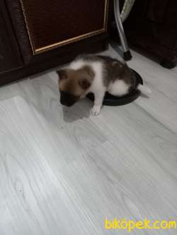 Pomeranian Mix 4