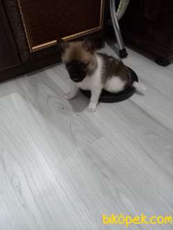 Pomeranian Mix 1