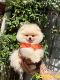 Pomeranian New Yavrular