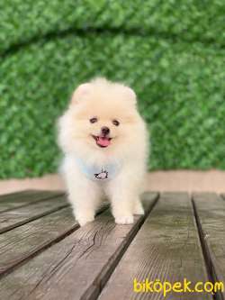 Pomeranian New Yavrular 2