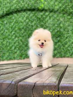Pomeranian New Yavrular 5