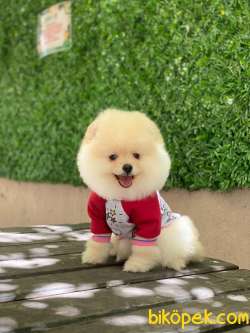 Pomeranian Oğlumuz Max 4