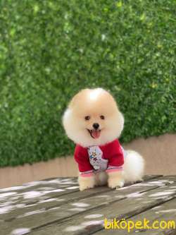 Pomeranian Oğlumuz Max 5