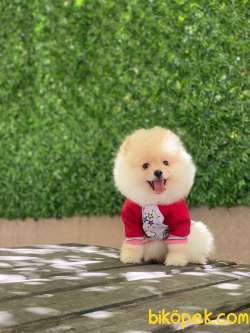 Pomeranian Oğlumuz Max 2