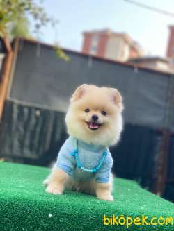 Pomeranian Oğlumuz Vegas 2