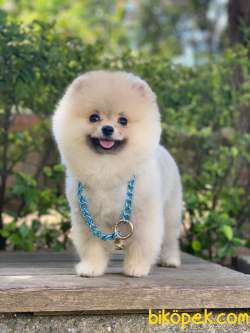 Pomeranian Poo - Lütfen Açıklamayı Okuyunuz... 4