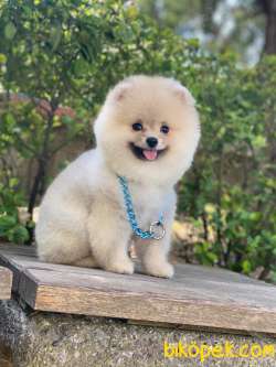 Pomeranian Poo - Lütfen Açıklamayı Okuyunuz... 5