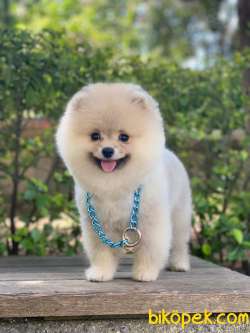 Pomeranian Poo - Lütfen Açıklamayı Okuyunuz... 3