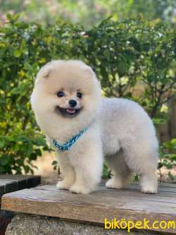 Pomeranian Poo - Lütfen Açıklamayı Okuyunuz... 1