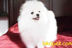 POMERANİAN  SAGLIKLI SAF MİKROCİPLİ 4 AYLIK ERKEK BEYAZ 2
