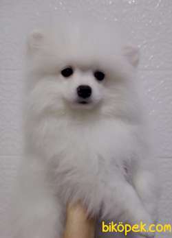 POMERANİAN  SAGLIKLI SAF MİKROCİPLİ 4 AYLIK ERKEK BEYAZ 3