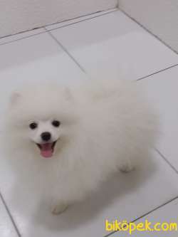 POMERANİAN  SAGLIKLI SAF MİKROCİPLİ 4 AYLIK ERKEK BEYAZ 1