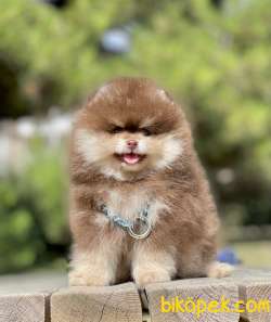 Pomeranian Show Kalite Çikolata Tan Yavrumuz 5