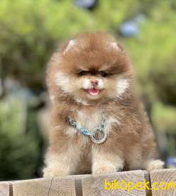 Pomeranian Show Kalite Çikolata Tan Yavrumuz 1