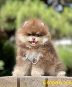 Pomeranian Show Kalite Çikolata Tan Yavrumuz 3
