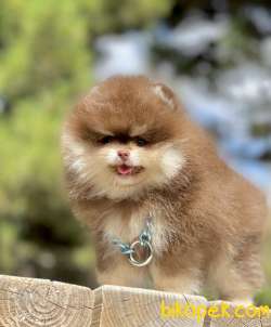 Pomeranian Show Kalite Çikolata Tan Yavrumuz 2