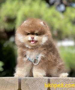 Pomeranian Show Kalite Çikolata Tan Yavrumuz 4