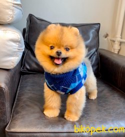 Pomeranian Show Kalite Mini Size Köpeğimiz 1