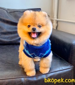 Pomeranian Show Kalite Mini Size Köpeğimiz 4